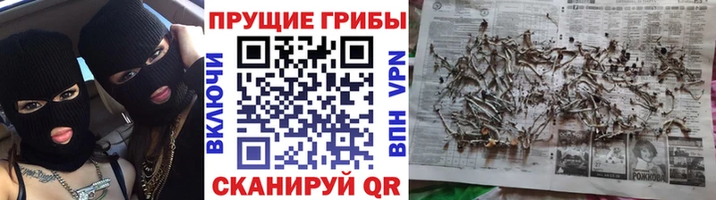 хочу Рудня Галлюциногенные грибы мицелий